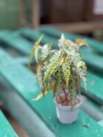 Zdjęcie rośliny Begonia Amphioxus, ujęcie 1