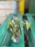 Zdjęcie rośliny Begonia Amphioxus, ujęcie 3