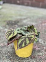 Zdjęcie rośliny Begonia masoniana "Mountain Explore", ujęcie 1