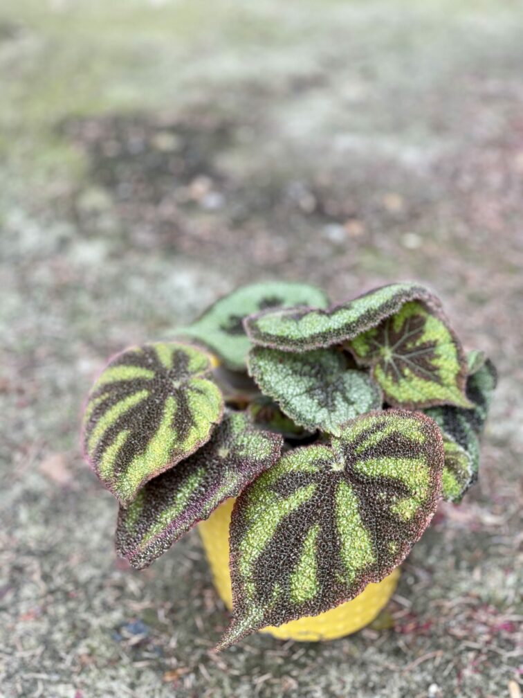 Zdjęcie rośliny Begonia masoniana "Mountain Explore", ujęcie 3