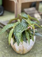 Zdjęcie rośliny Begonia Tamaya, ujęcie 1