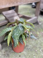 Zdjęcie rośliny Begonia Tamaya, ujęcie 2