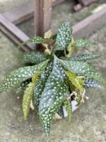 Zdjęcie rośliny Begonia Tamaya, ujęcie 3
