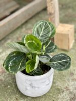 Zdjęcie rośliny Calathea roseopicta green, ujęcie 1