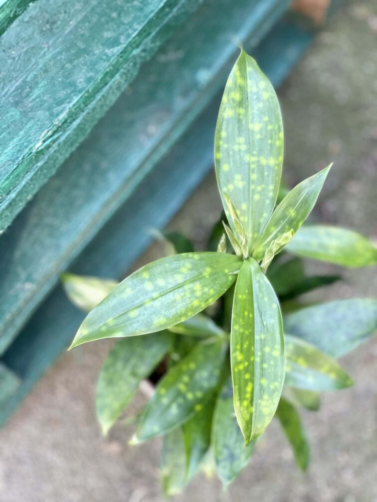 Zdjęcie rośliny Dracaena surculosa, ujęcie 1
