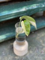 Zdjęcie rośliny Epipremnum pinnatum albo variegata - sadzonka szczytowa cięta, ujęcie 3