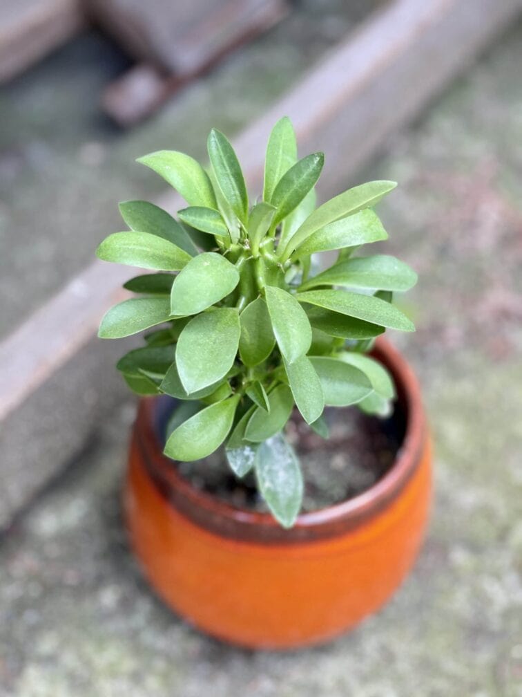 Zdjęcie rośliny Euphorbia neriifolia (Kaktus chiński), ujęcie 1