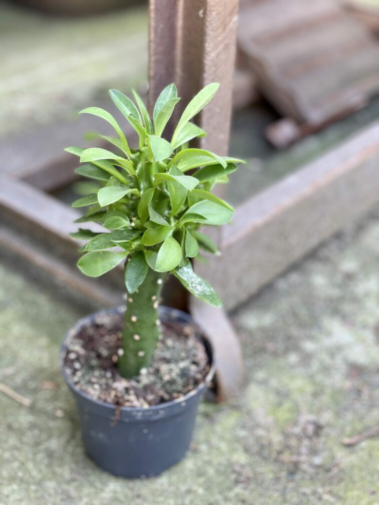 Zdjęcie rośliny Euphorbia neriifolia (Kaktus chiński), ujęcie 2