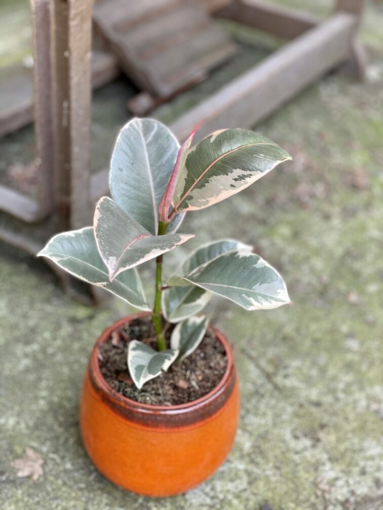 Zdjęcie rośliny Ficus Elastica Tineke, ujęcie 1