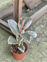 Zdjęcie rośliny Ficus Elastica Tineke, ujęcie 2