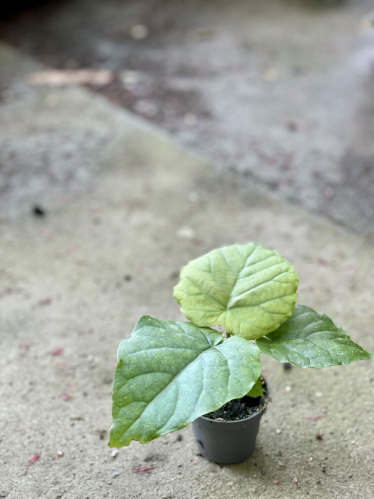 Zdjęcie rośliny Ficus umbellata, ujęcie 2