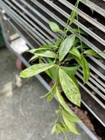 Zdjęcie rośliny Hoya Silver Spot, ujęcie 3