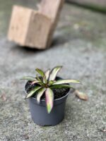 Zdjęcie rośliny Hoya wayetii (kentiana) variegata, ujęcie 2