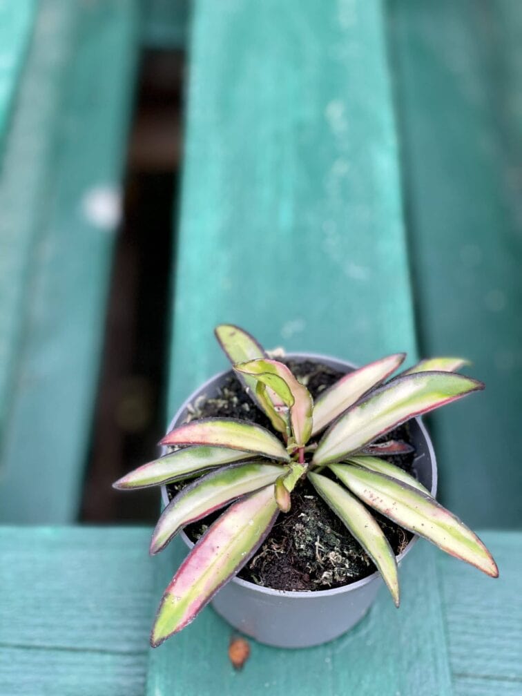 Zdjęcie rośliny Hoya wayetii (kentiana) variegata, ujęcie 3