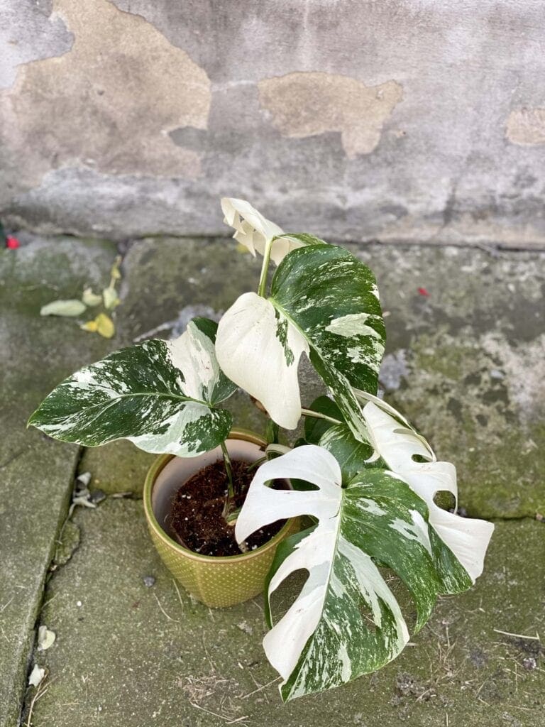 Monstera variegata od Jungle Boogie
