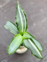 Zdjęcie rośliny Murdannia loriformis variegata, ujęcie 1