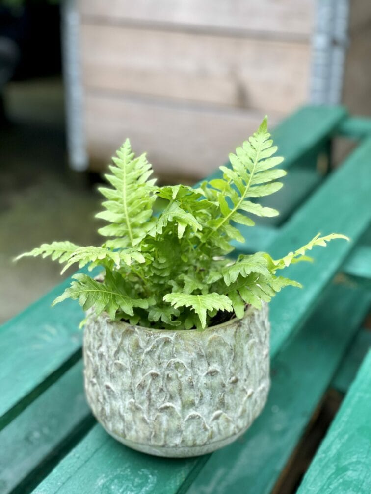 Zdjęcie doniczki lub oslonki: Osłonka Big Forrest 12x12 cm, ujęcie 2