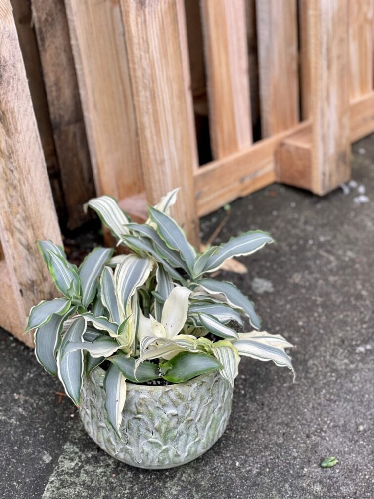 Zdjęcie doniczki lub oslonki: Osłonka Big Forrest 15x15 cm, ujęcie 2