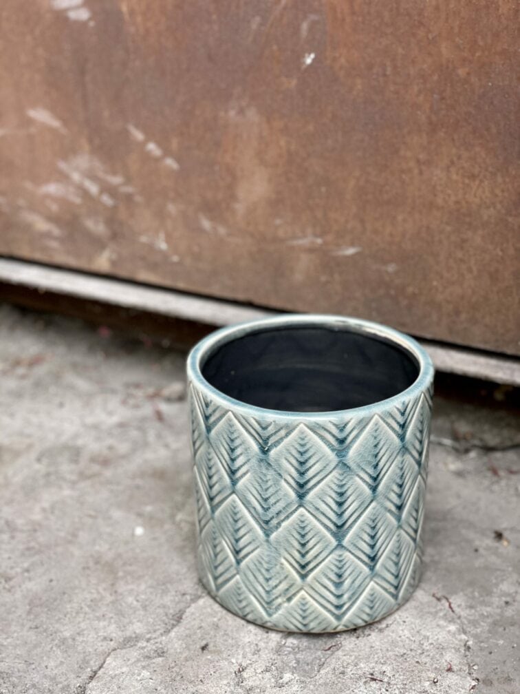 Zdjęcie rośliny Osłonka Boho Sky, ujęcie 1