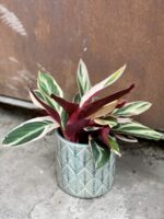 Zdjęcie rośliny Osłonka Boho Sky, ujęcie 2