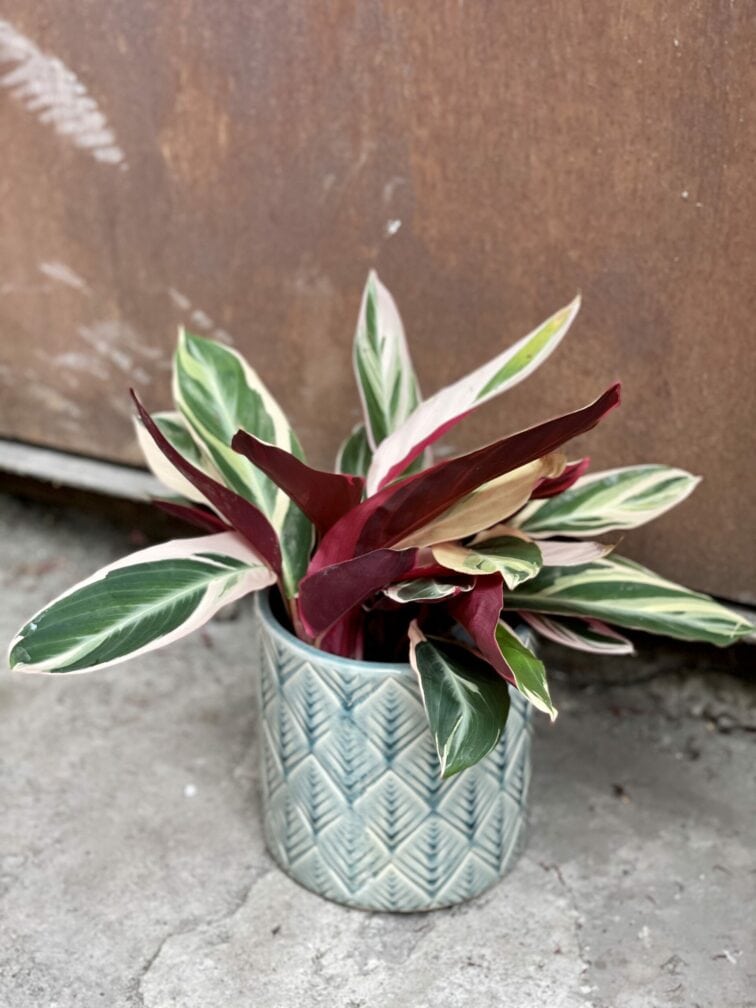 Zdjęcie rośliny Osłonka Boho Sky, ujęcie 2