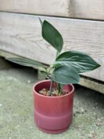 Zdjęcie doniczki lub oslonki: Osłonka Chianti 12x13 cm, ujęcie 2