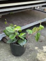 Zdjęcie doniczki lub oslonki: Osłonka Dafne 16x16 cm, ujęcie 2