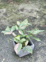 Zdjęcie doniczki lub oslonki: Osłonka Feniks 15x16 cm, ujęcie 2