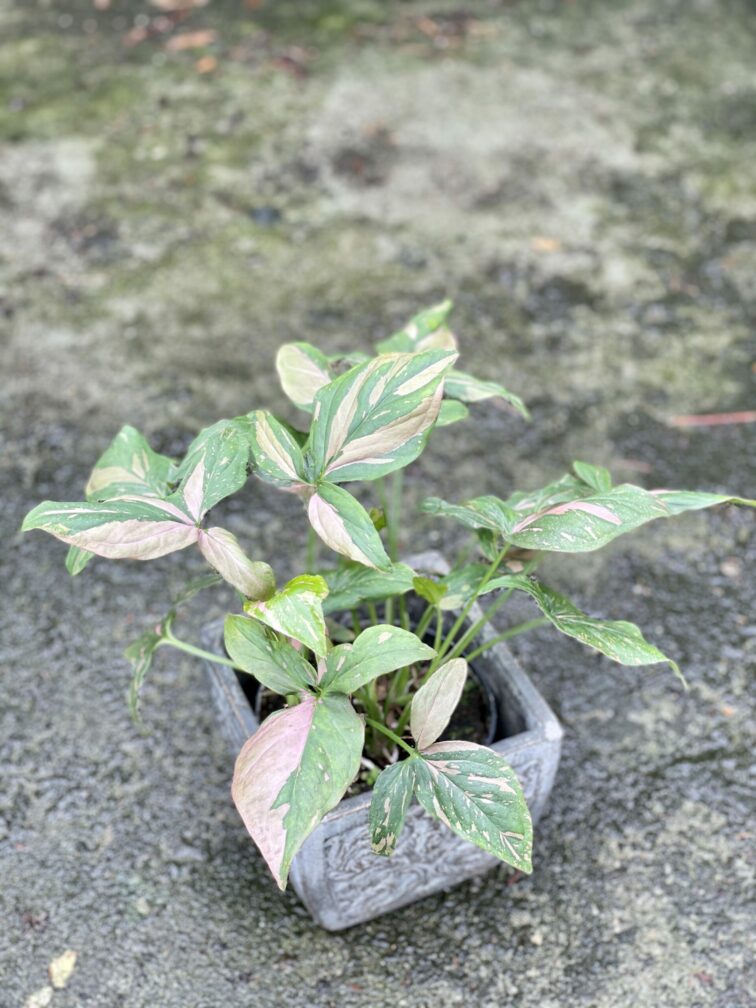 Zdjęcie doniczki lub oslonki: Osłonka Feniks 15x16 cm, ujęcie 2