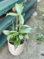 Zdjęcie doniczki lub oslonki: Osłonka Foremka 12x12 cm, ujęcie 2