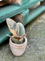 Zdjęcie doniczki lub oslonki: Osłonka Miami 8x10 cm, ujęcie 2