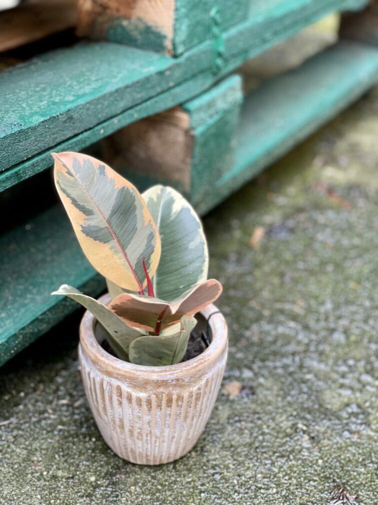 Zdjęcie doniczki lub oslonki: Osłonka Miami 8x10 cm, ujęcie 2