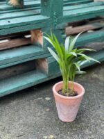 Zdjęcie doniczki lub oslonki: Osłonka Panteon 10x13&nbsp;cm, ujęcie 2