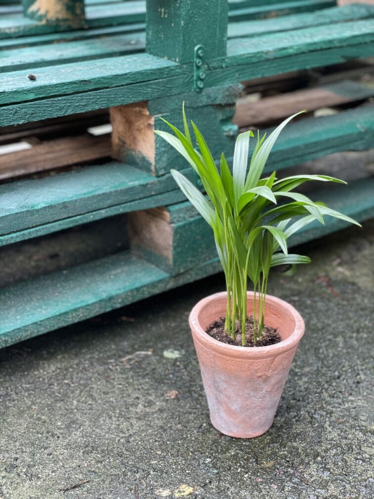 Zdjęcie doniczki lub oslonki: Osłonka Panteon 10x13&nbsp;cm, ujęcie 2