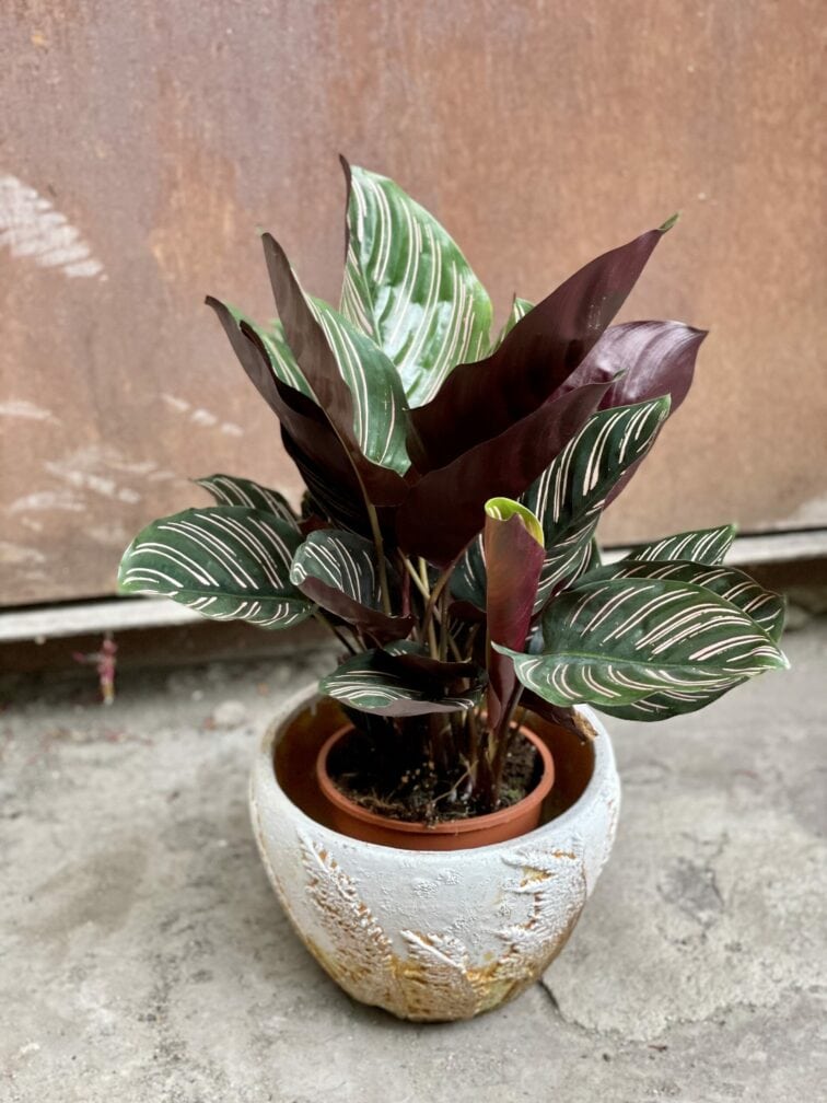 Zdjęcie doniczki lub oslonki: Osłonka Wind 17x15 cm, ujęcie 2