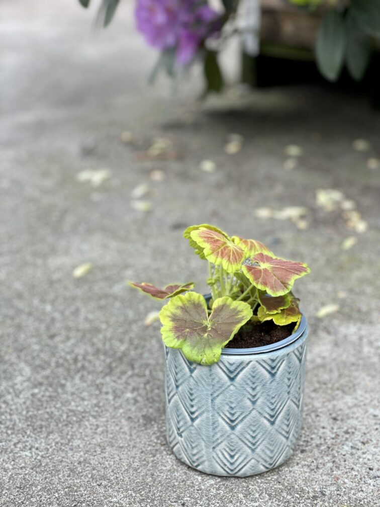 Zdjęcie rośliny Pelargonium Occold Shield, ujęcie 1