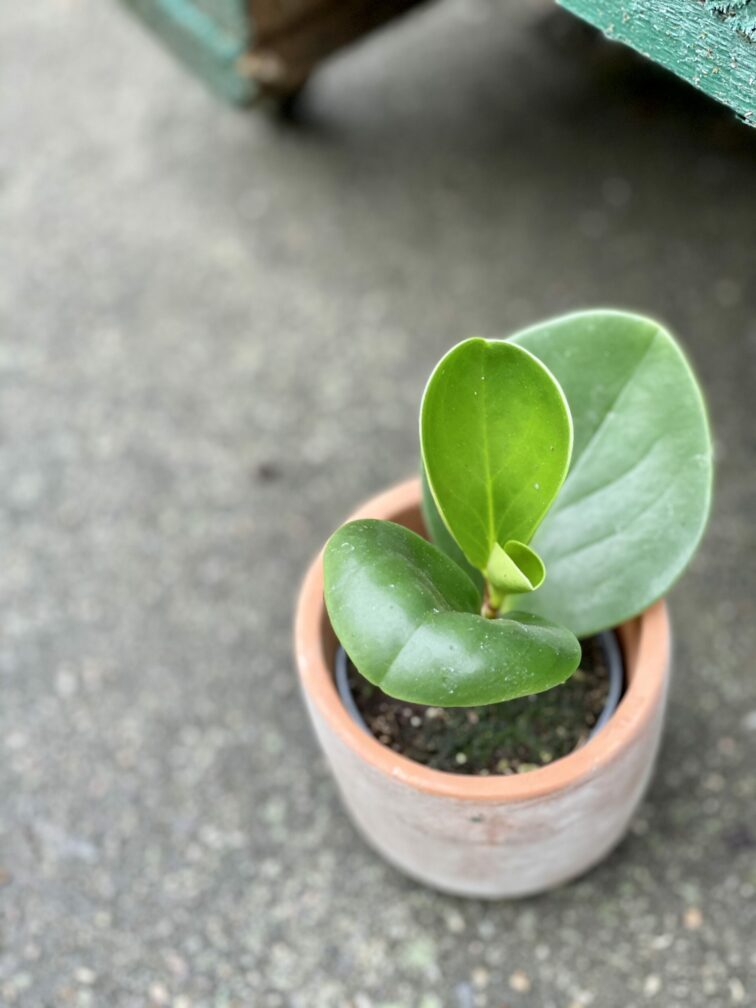 Zdjęcie rośliny Peperomia Obtusifolia, ujęcie 1