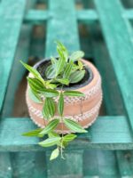 Zdjęcie rośliny Peperomia Rocca Verde, ujęcie 1