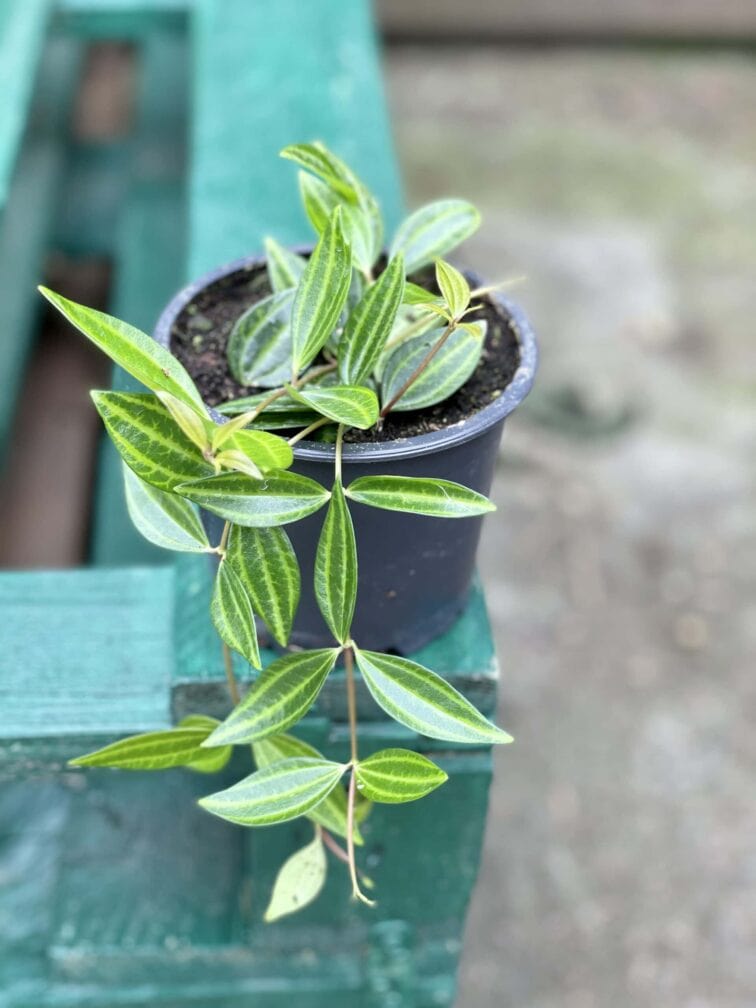 Zdjęcie rośliny Peperomia Rocca Verde, ujęcie 2