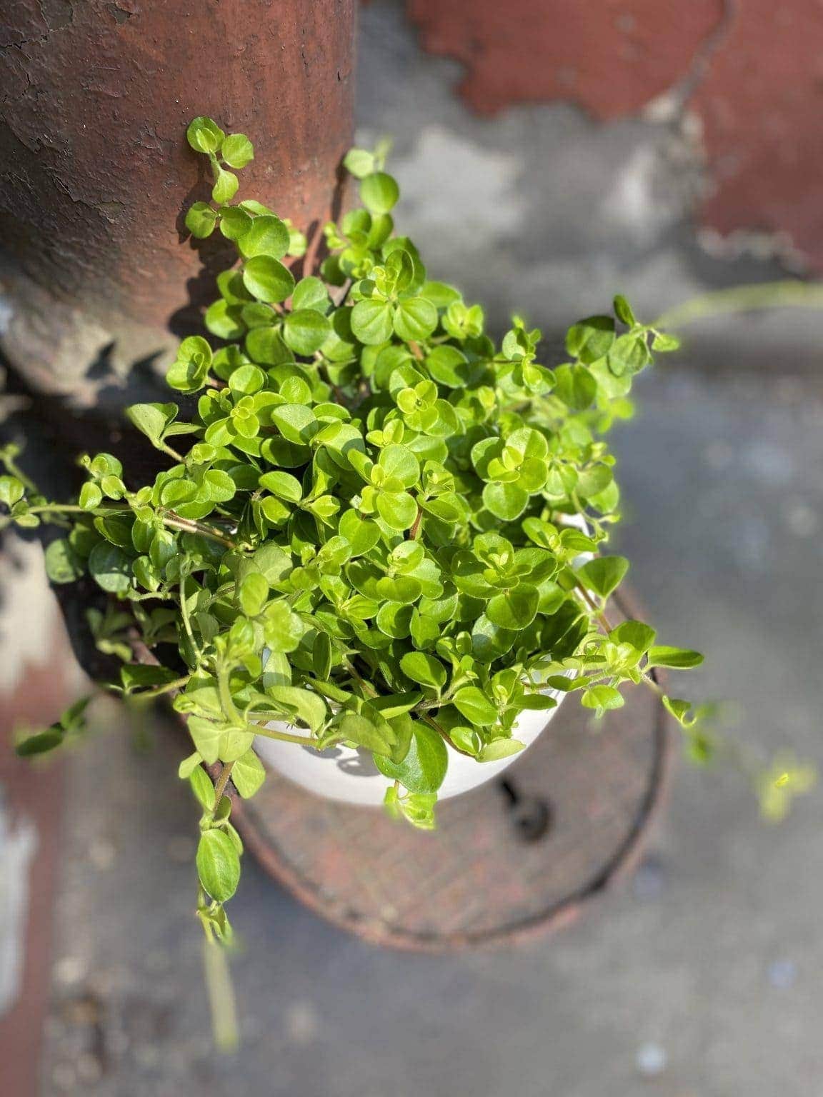 Peperomia rotundifolia