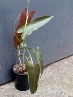 Zdjęcie rośliny Philodendron atabapoense, ujęcie 3