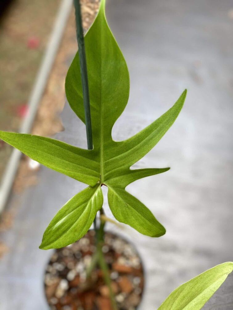Zdjęcie rośliny Philodendron Florida Ghost, ujęcie 3