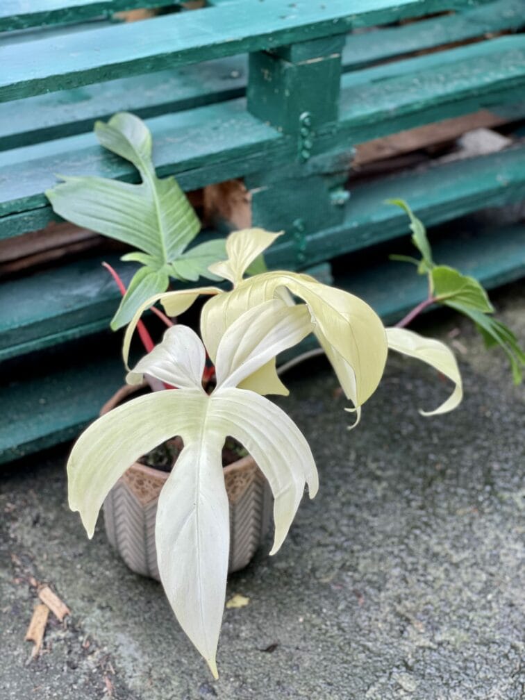 Zdjęcie rośliny Philodendron Florida Ghost, ujęcie 1