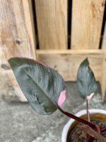 Zdjęcie rośliny Philodendron Pink Princess, ujęcie 4