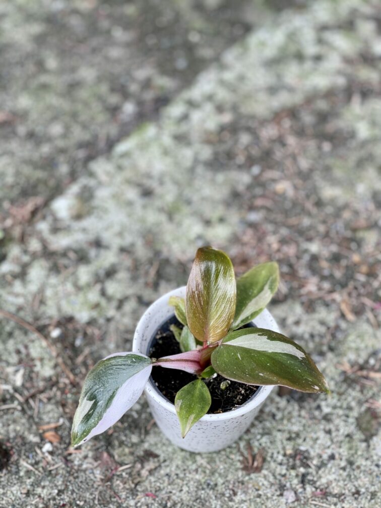 Zdjęcie rośliny Philodendron White Knight, ujęcie 2