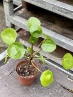 Zdjęcie rośliny Pilea peperomioides Mojito, ujęcie 1