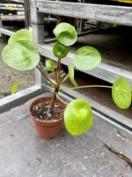 Zdjęcie rośliny Pilea peperomioides Mojito, ujęcie 3