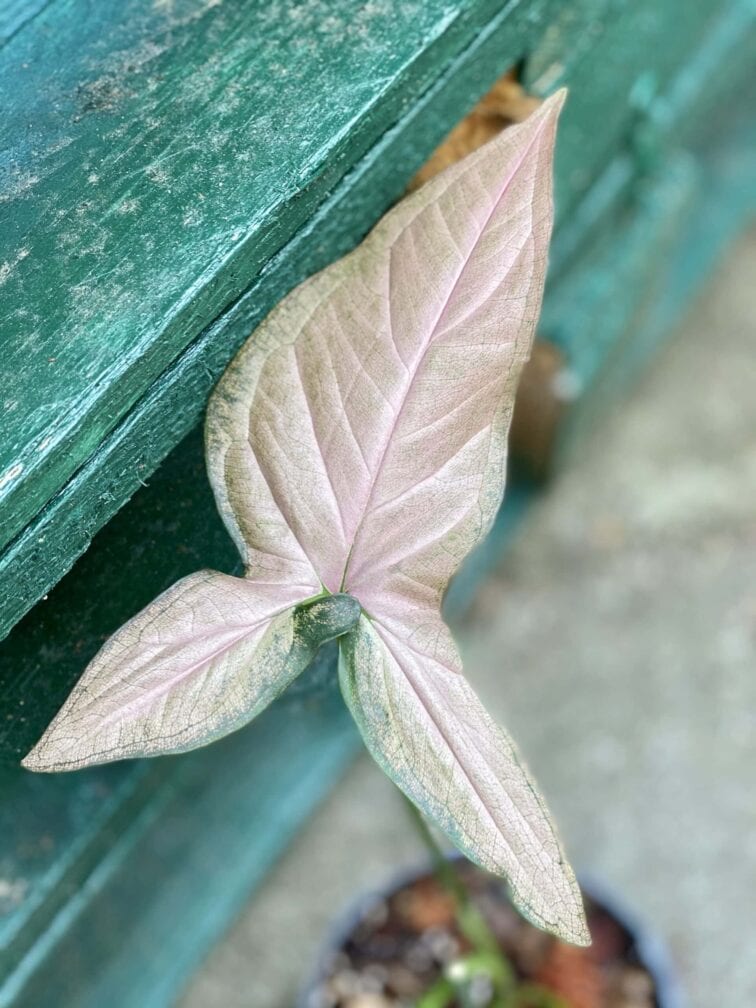 Zdjęcie rośliny Syngonium Pink Flecked, ujęcie 2