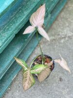 Zdjęcie rośliny Syngonium Pink Flecked, ujęcie 4