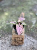Zdjęcie rośliny Syngonium Pink Spot, ujęcie 1